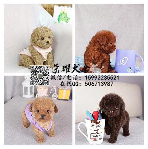 廣州白云區(qū)哪里有賣泰迪熊犬