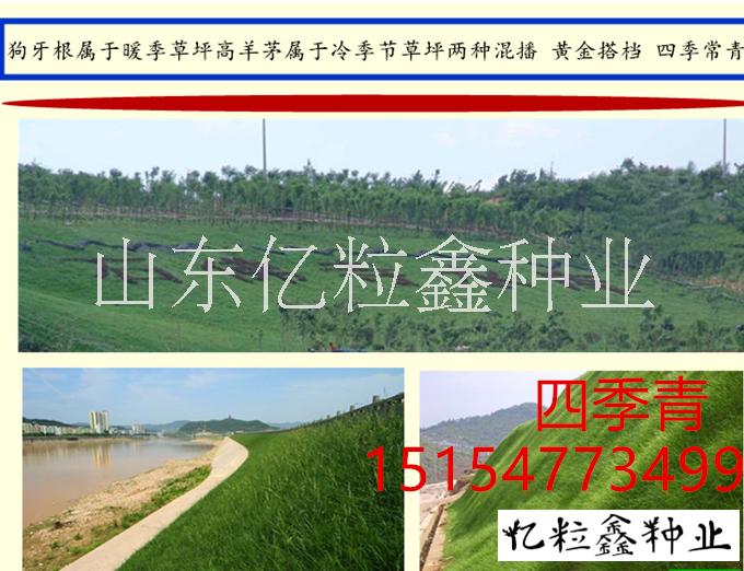 恩施州護(hù)坡草種狗牙根哪里有賣(mài)的