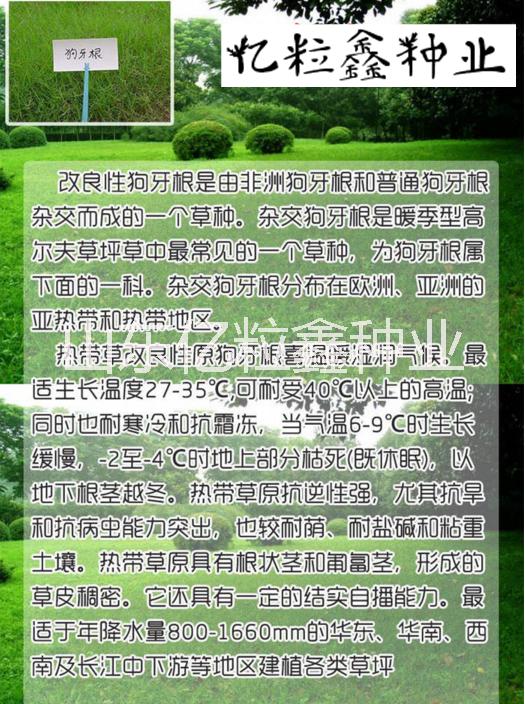 恩施州護(hù)坡草種狗牙根哪里有賣(mài)的