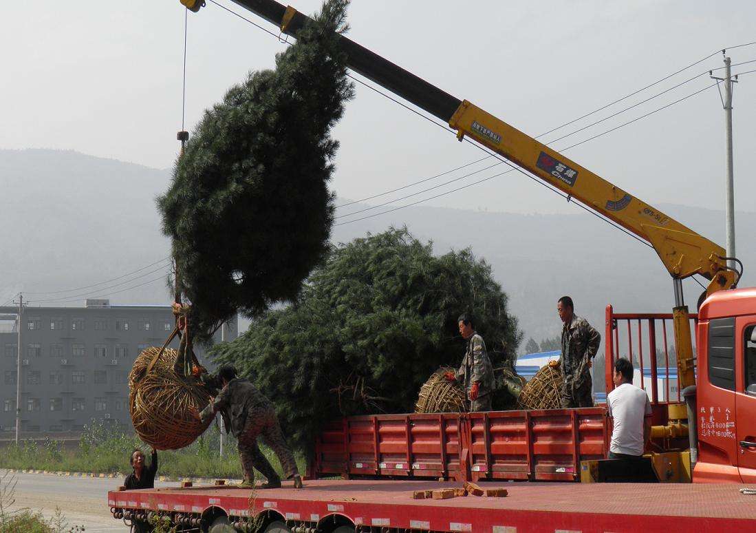 白皮松 綠化苗 批量出售