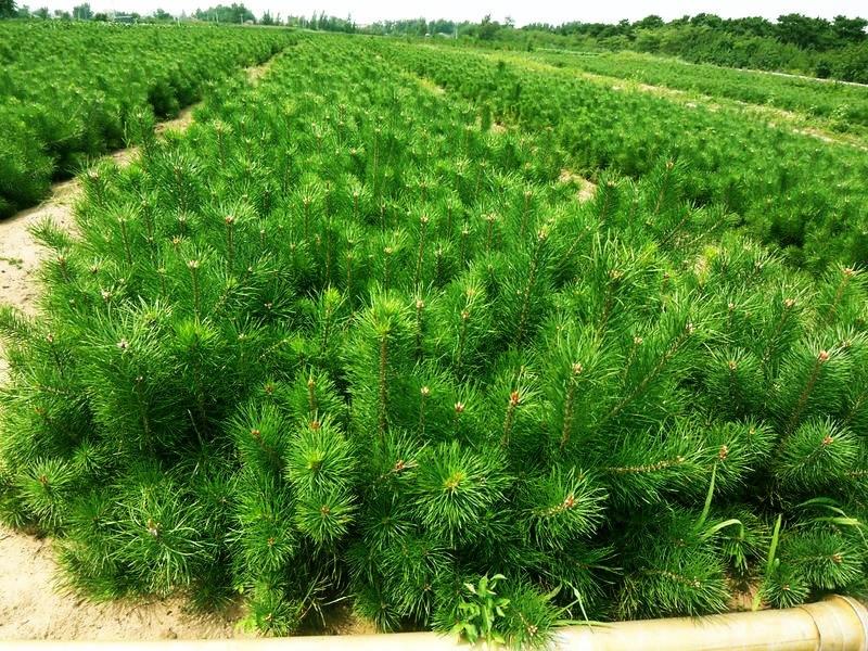 河北油松苗木基地_河北油松批發(fā)價(jià)格_河北油松種植_河北油松銷售