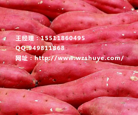 遼寧紅薯苗產(chǎn)地 河北紅薯種苗批發(fā) 藁城紅薯品種