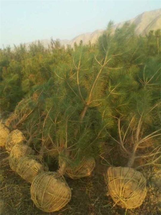 河北油松苗木基地_河北油松批發(fā)價(jià)格_河北油松種植_河北油松銷售