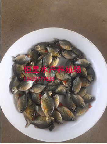 淡水白鯧  水產(chǎn)品供應(yīng)商 水產(chǎn)品批發(fā) 水產(chǎn)品廠家