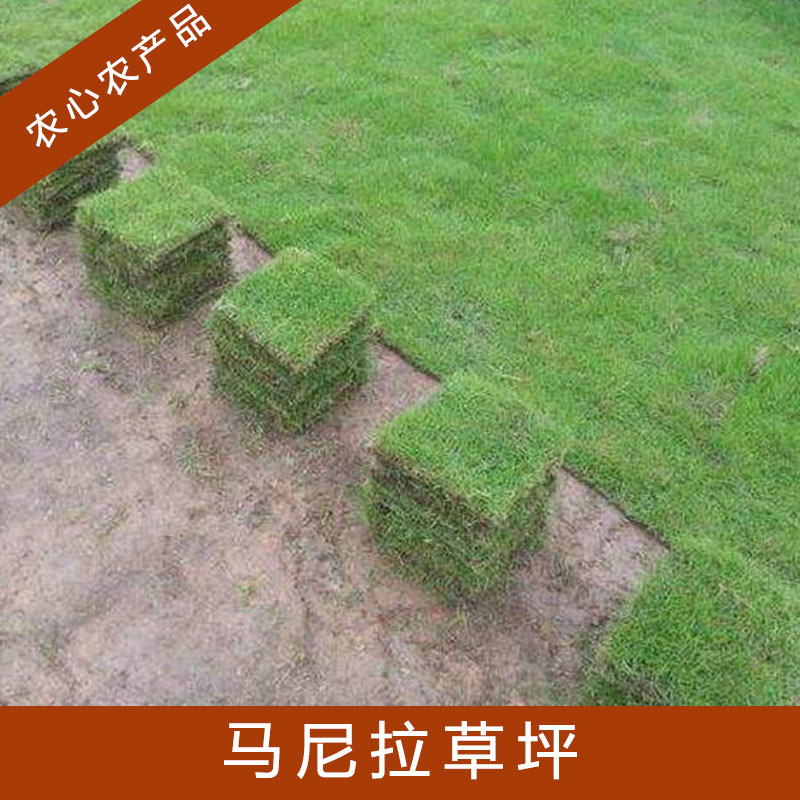 馬尼拉草坪四季青結(jié)縷草果嶺草草坪耐寒耐旱耐踐踏高存活率草坪草皮
