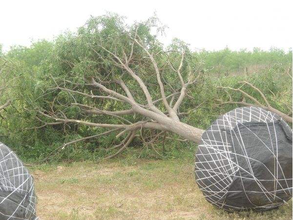山西國槐批發(fā)價格_山西國槐供應(yīng)_山西國槐種植地_山西國槐種植_