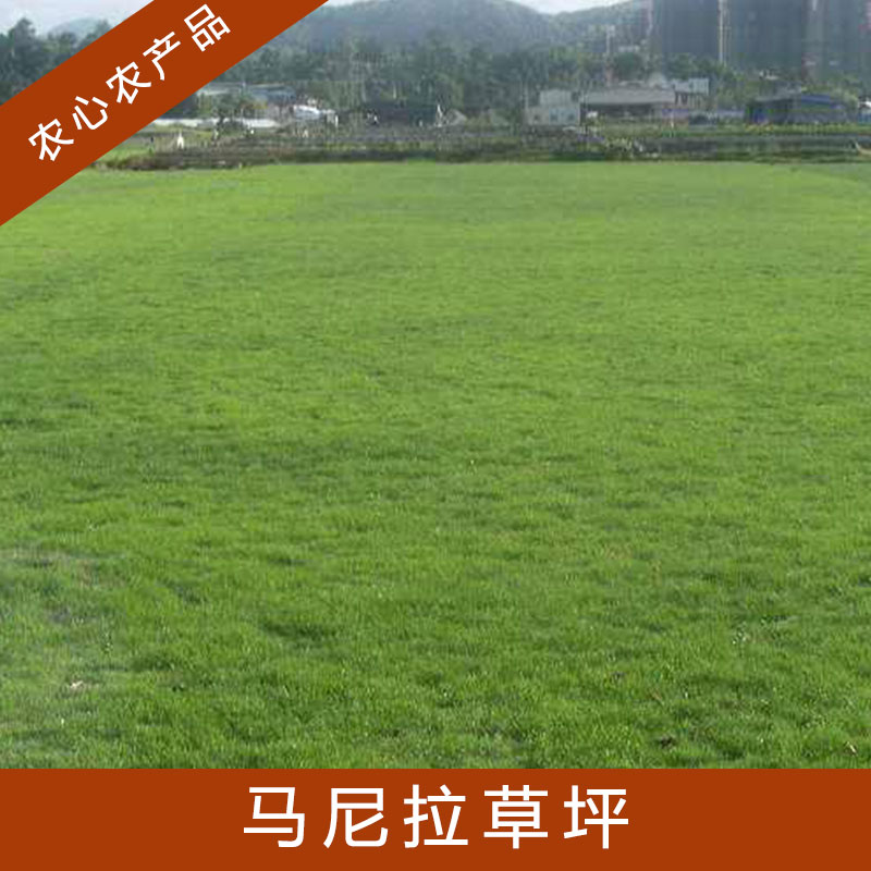 山東馬尼拉草坪批發(fā)價(jià)格|山東馬尼拉草坪多少錢|山東馬尼拉草坪