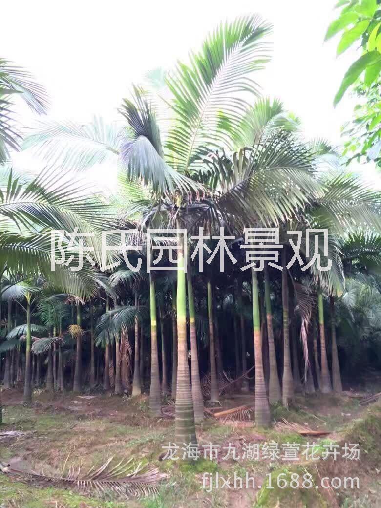 檳榔樹袋苗 哪里有賣檳榔樹 大量供應檳榔樹 檳榔樹批發(fā)
