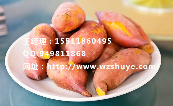 白山紅薯葉價格