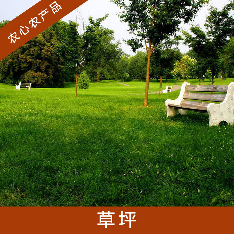 江蘇草坪多少錢一方|江蘇草坪基地\江蘇草坪種植