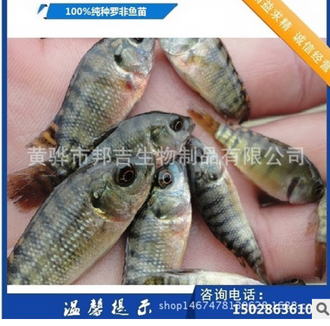 高雄性魚苗品種 魚苗供應(yīng)商 魚苗廠家魚苗批發(fā)