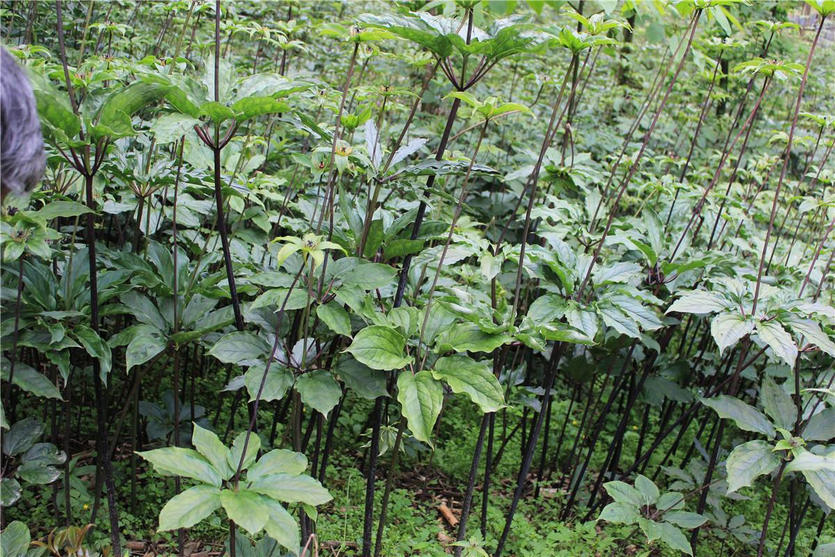 福泉市獨(dú)角蓮種子  種苗批發(fā)