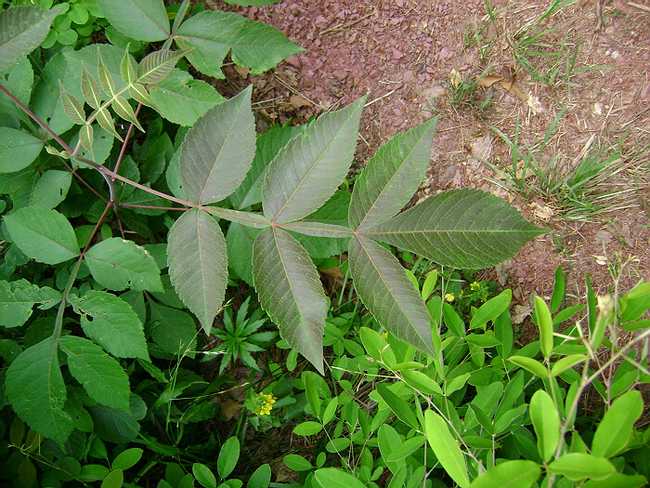 貴州省福泉市五倍子種植 種子 種苗批發(fā) 五倍子種苗批發(fā)