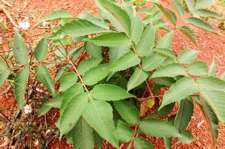 貴州省福泉市五倍子種植 種子 種苗批發(fā) 五倍子種苗批發(fā)