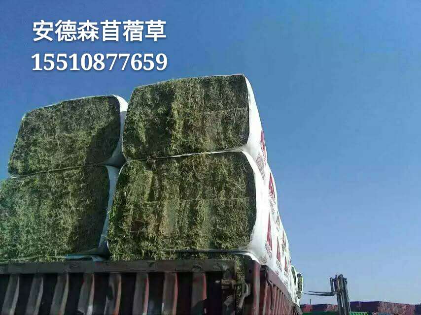 天津港進(jìn)口苜蓿草  安德森苜蓿 西班牙苜蓿 蛋白高提高產(chǎn)奶量