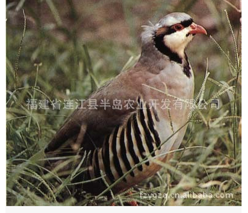 福建*廠家福建哪里有*賣福建*供應(yīng)商福建*批發(fā)