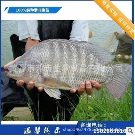 全雄性?shī)W尼羅非魚(yú)魚(yú)苗 魚(yú)苗供應(yīng)商 魚(yú)苗廠家魚(yú)苗批發(fā)
