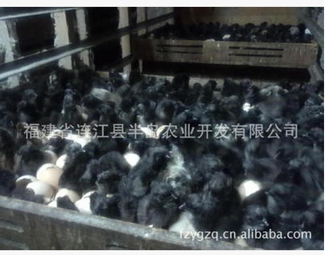 綠殼蛋雞苗 家禽廠家家禽批發(fā)家禽供應(yīng)商