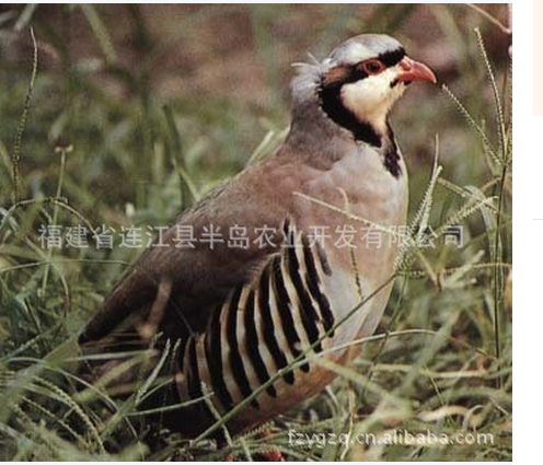 福建*廠家福建哪里有*賣福建*供應(yīng)商福建*批發(fā)