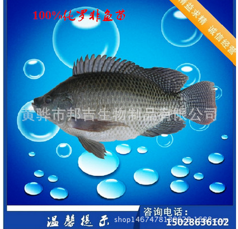全雄性?shī)W尼羅非魚(yú)魚(yú)苗 魚(yú)苗供應(yīng)商 魚(yú)苗廠家魚(yú)苗批發(fā)