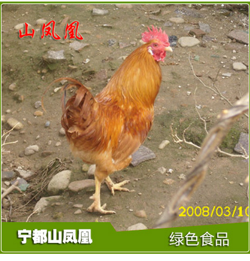 白耳雞  雞 雞苗雞蛋
