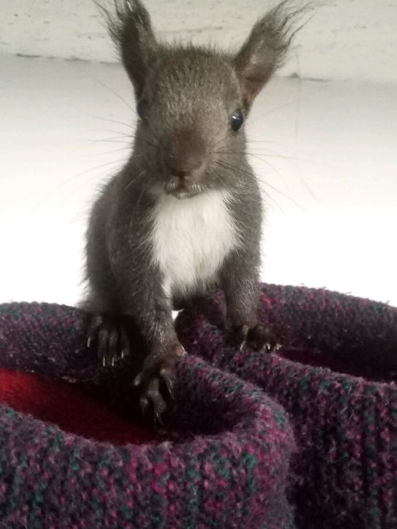 *魔王*好養(yǎng)嗎哪里有賣紅魔王*