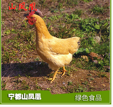 散養(yǎng)黃雞苗 黃雞  雞 雞苗