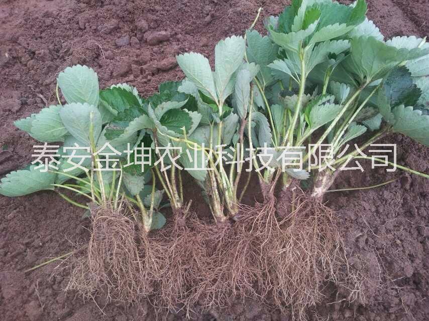 山東甜查理草莓苗基地批發(fā)價(jià)格