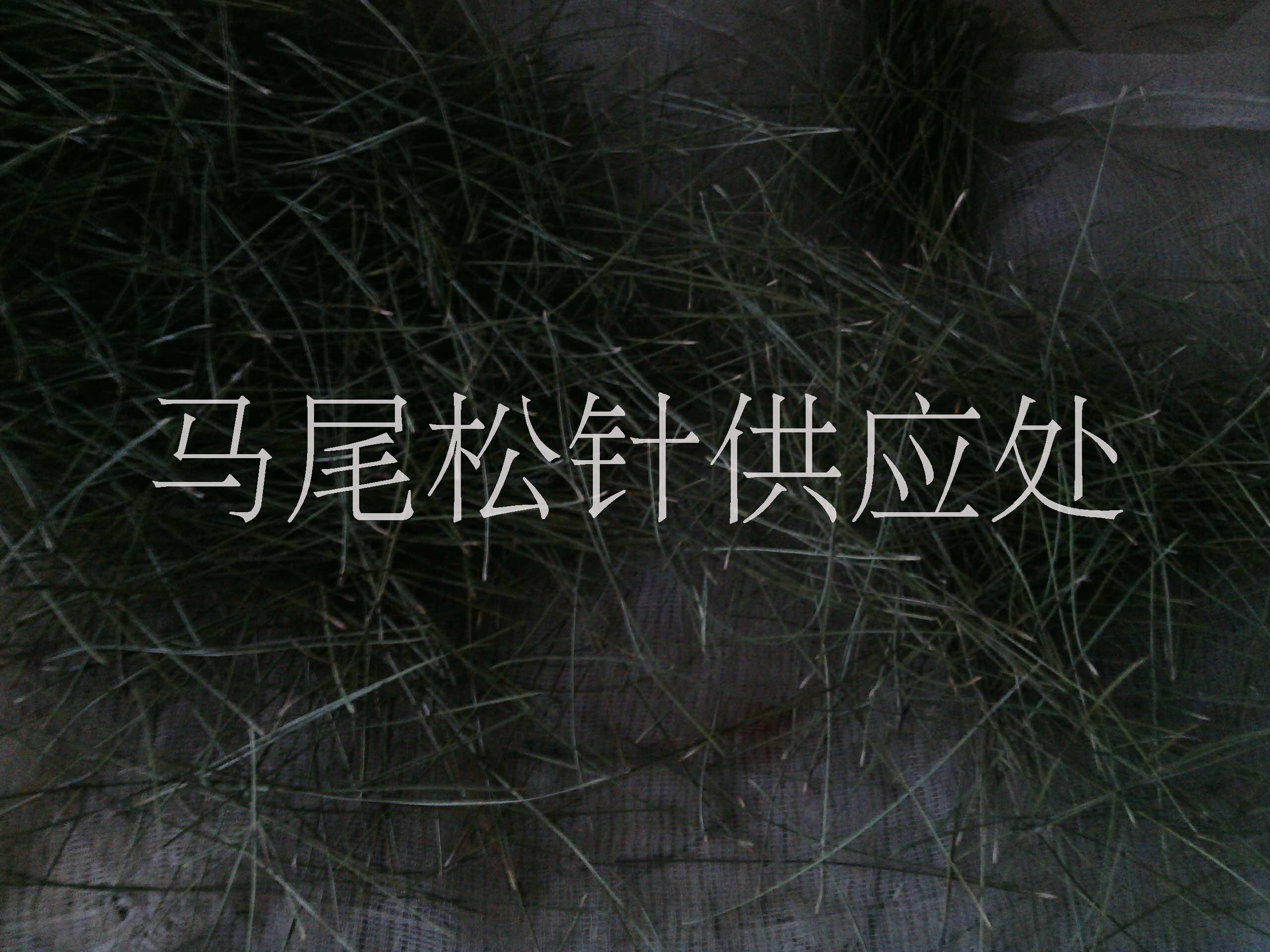 馬尾松針  新鮮馬尾松針