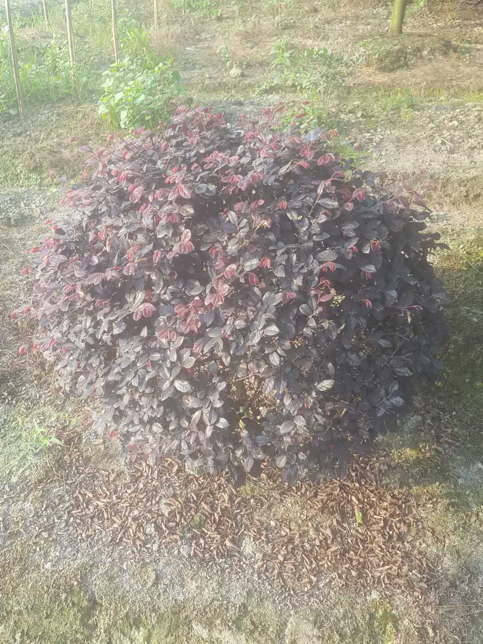 紅花繼木成品苗 紅花繼木成品苗供貨 紅花繼木成品苗批發(fā) 紅花繼木成品苗價(jià)格 紅花繼木苗子