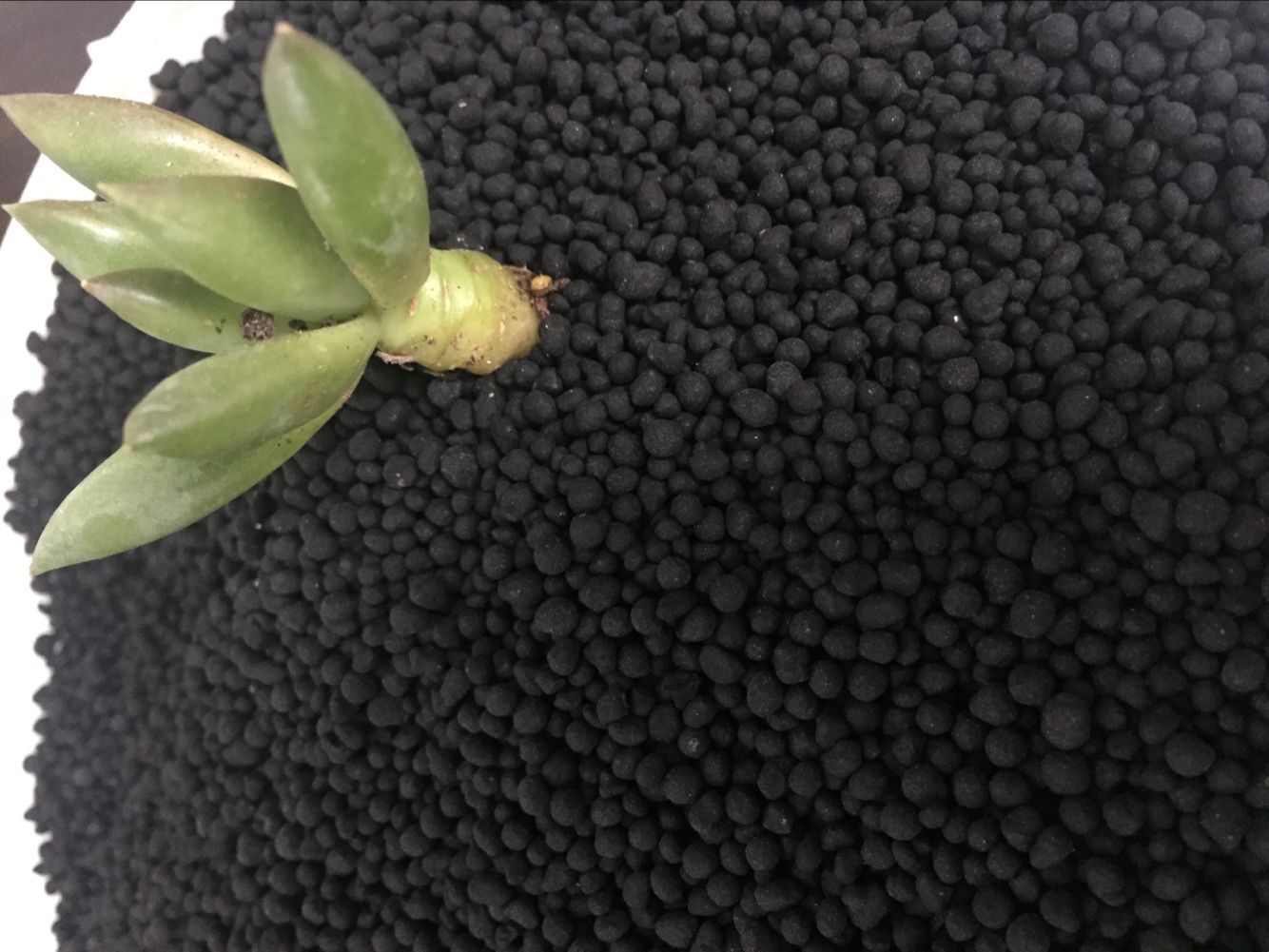 種藥材哪種有機肥好 藥材種植*有機肥  發(fā)酵羊糞