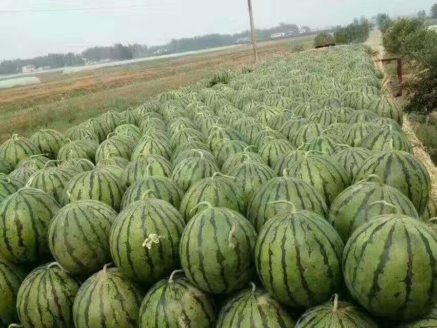 供應(yīng)陜西早熟蘋(píng)果價(jià)格 陜西大棚西瓜銷(xiāo)售產(chǎn)地價(jià)格