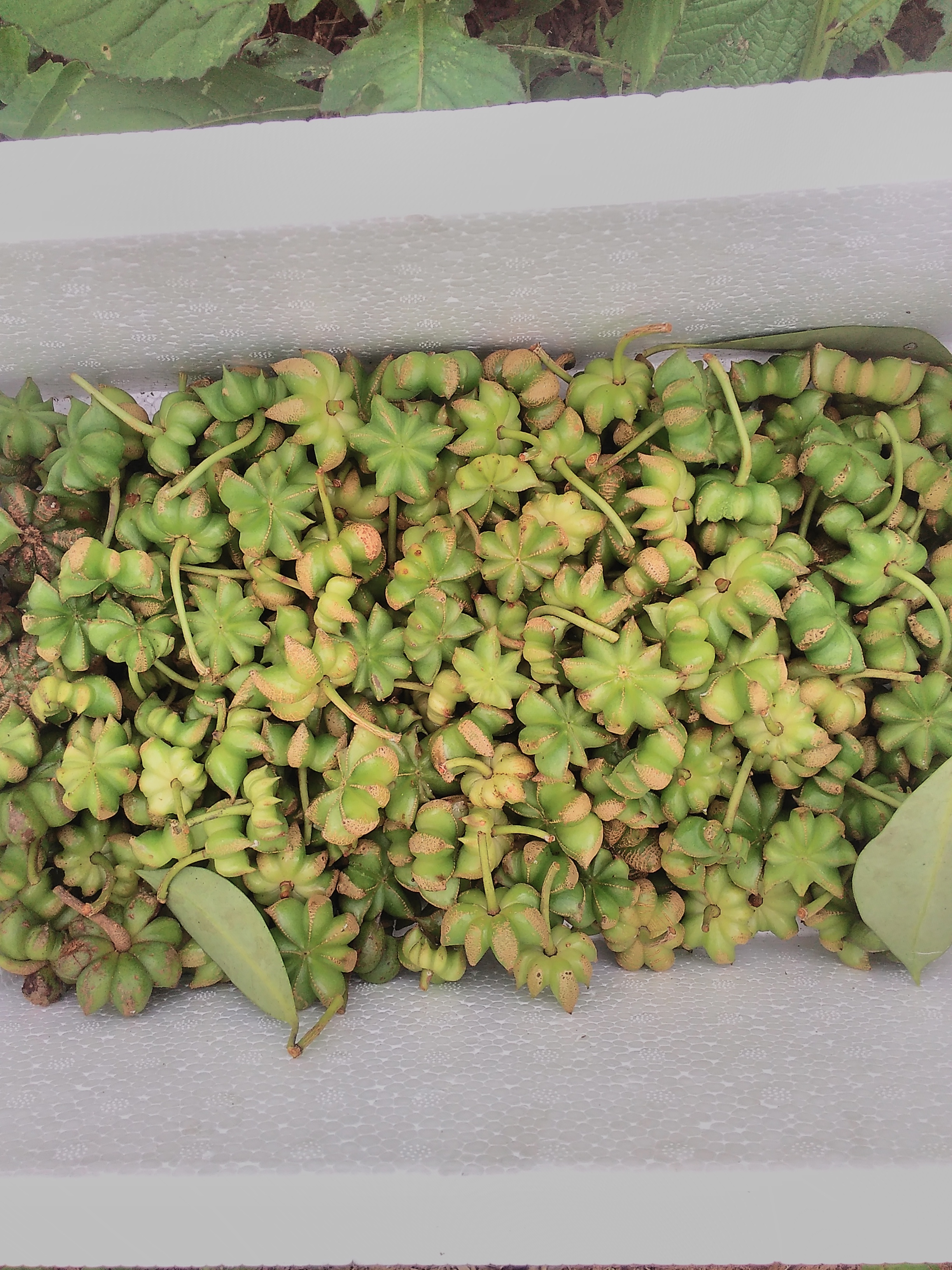 廣西批發(fā)干貨八角  八角茴香批發(fā) 八角香料經(jīng)銷商 八角批發(fā)