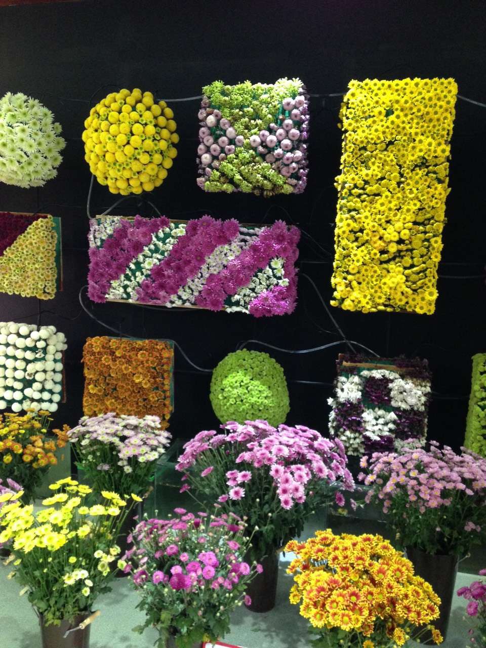 專業(yè)培育乒乓球菊花苗，紅、黃、粉、綠乒乓球苗，乒乓球菊花苗