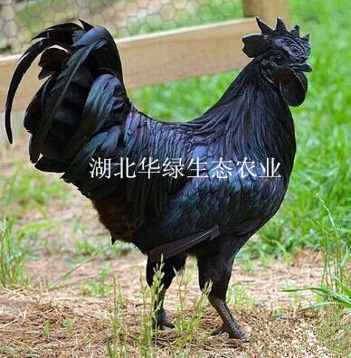 綠殼蛋雞苗-養(yǎng)殖基地-綠殼蛋雞苗價格批發(fā)-綠殼蛋雞