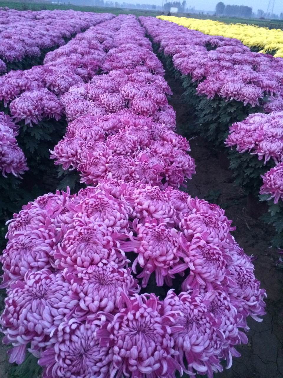 藝菊造型 藝菊造型價(jià)格 藝菊造型報(bào)價(jià) 藝菊造型供貨商 藝菊造型哪里有 1000多個(gè)品種菊花供應(yīng)