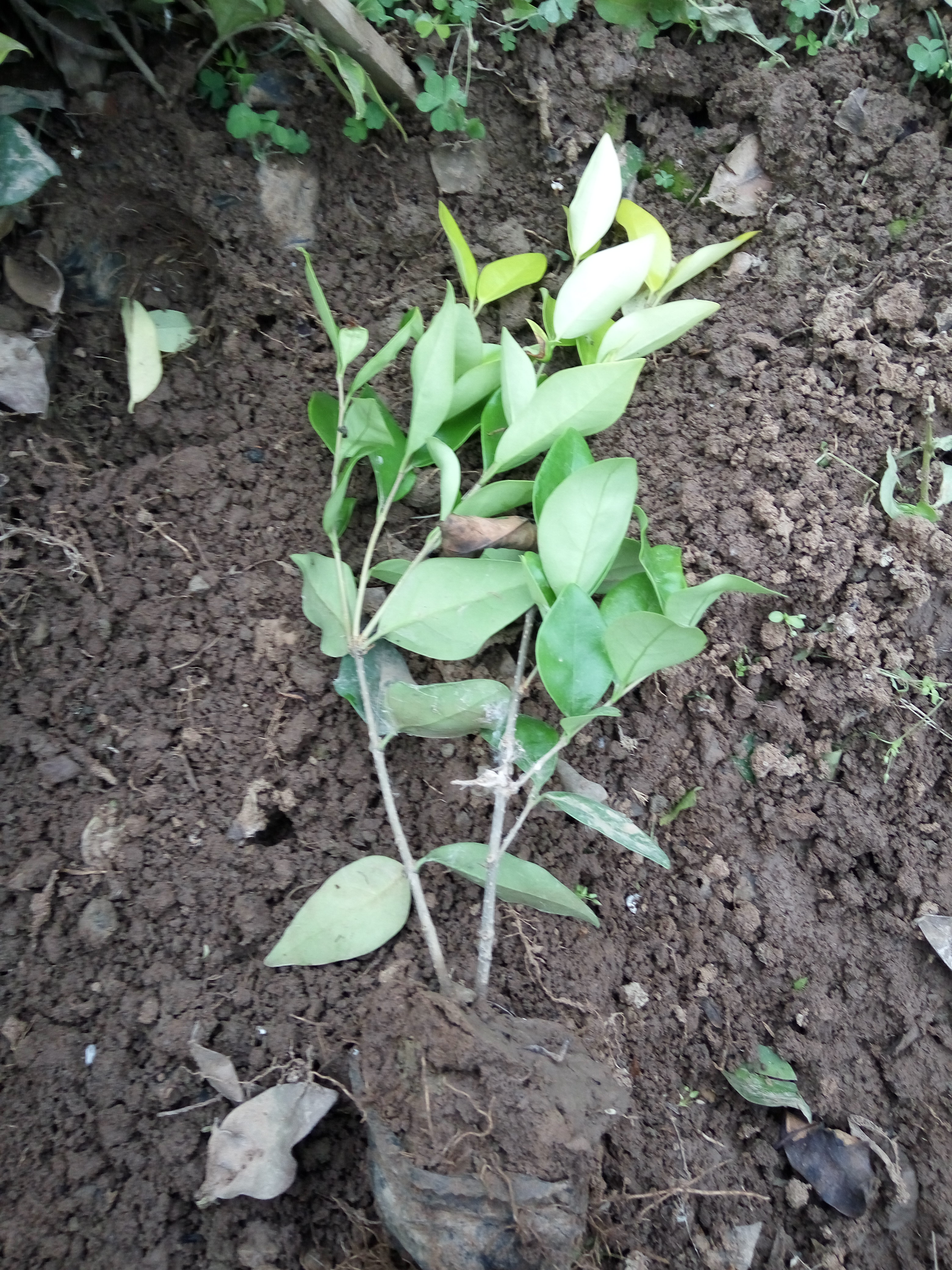 瓜子黃楊基地@黃楊批發(fā)@黃楊價(jià)格@山東黃楊@黃楊球@北海道黃楊@瓜子黃楊價(jià)格@大葉黃楊基地@濟(jì)南黃楊