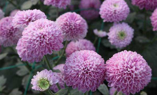 專業(yè)培育乒乓球菊花苗，紅、黃、粉、綠乒乓球苗，乒乓球菊花苗