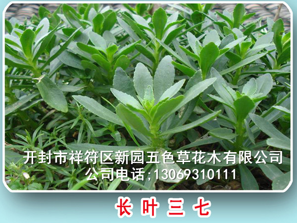 開(kāi)封新園五色草種苗 三七 佛甲草  紅綠五色草