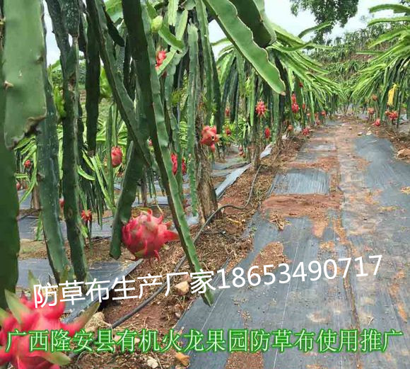 廣西火龍果基地防草地布藍(lán)莓基地防草布，黑色編織果園透氣防草布，pp編織防草布廠家