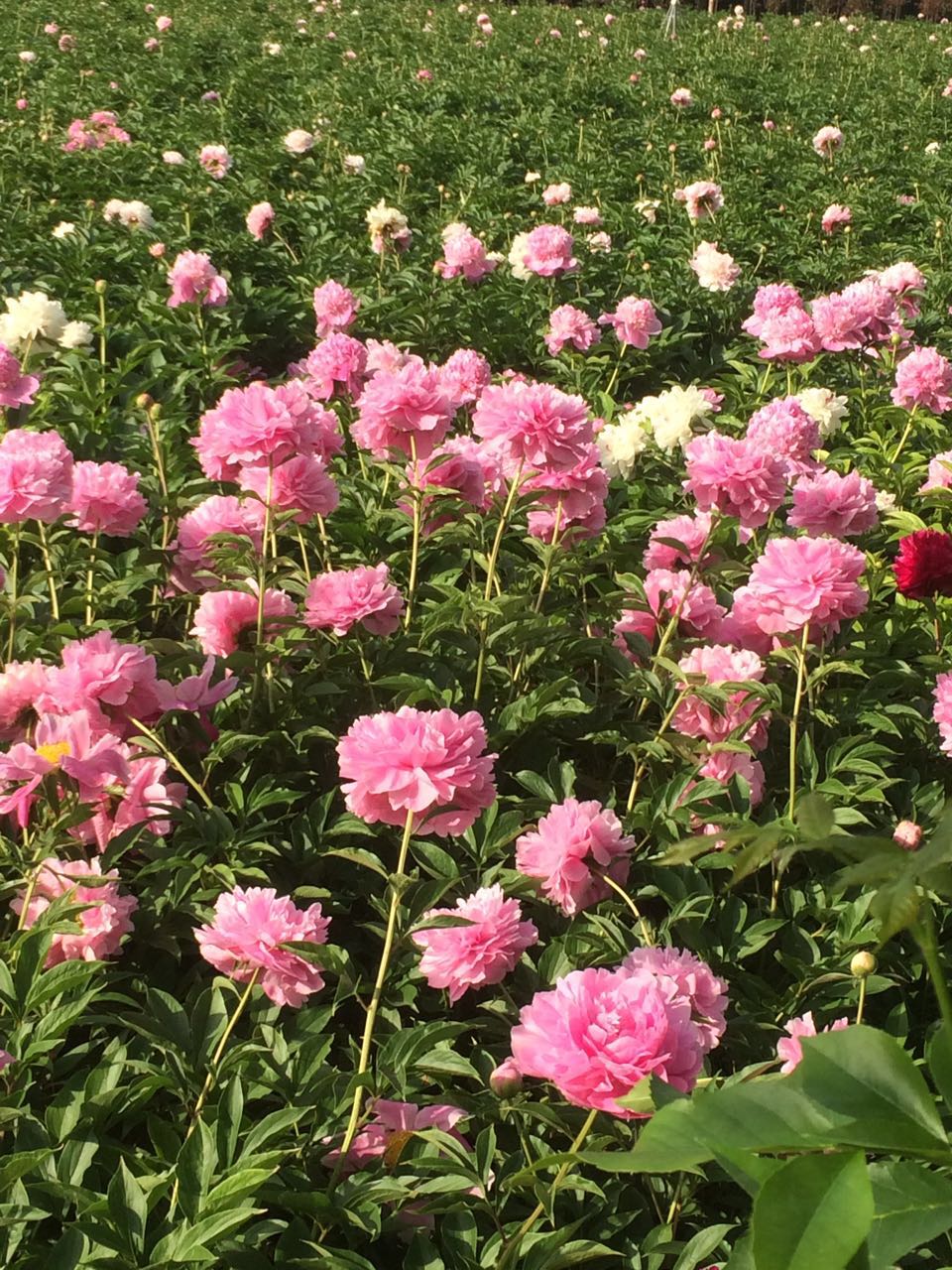 2017芍藥花價(jià)格