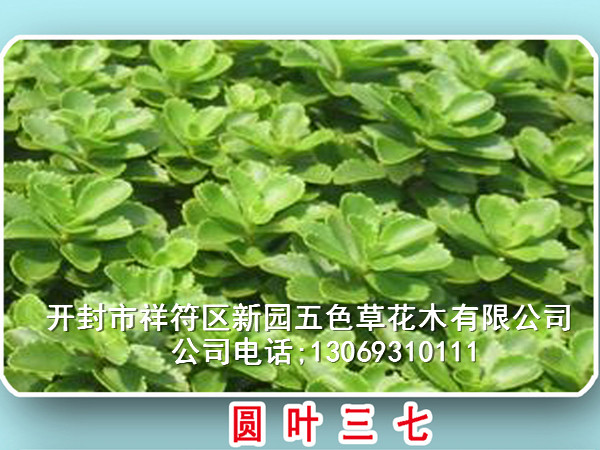 開(kāi)封新園五色草種苗 三七 佛甲草  紅綠五色草