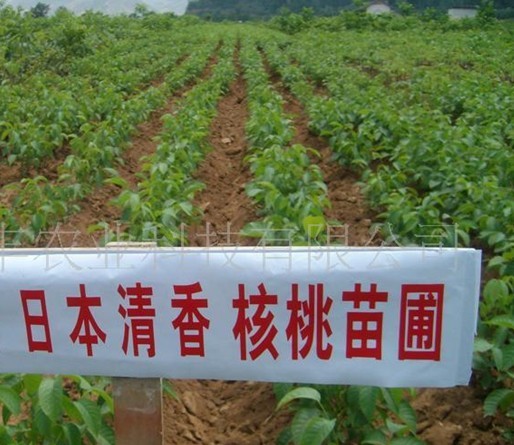 山西薄皮核桃種植技術(shù)|山西核桃種植技術(shù)|山西薄皮核桃種植技術(shù)