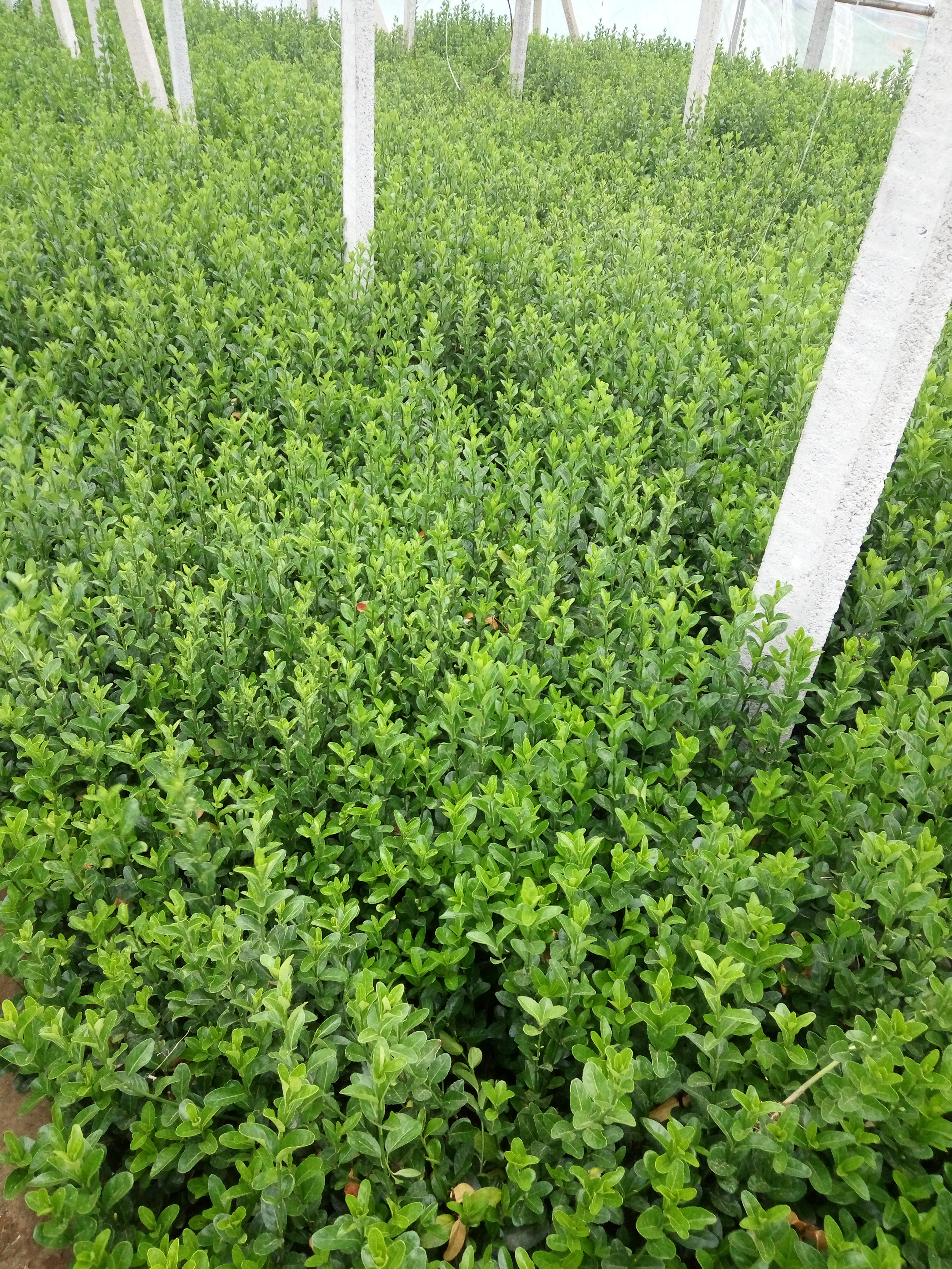 大葉黃楊批發(fā)@大葉黃楊*@冬青價格@青州冬青@大葉黃楊球@大葉黃楊苗 河北大葉黃楊，冬青