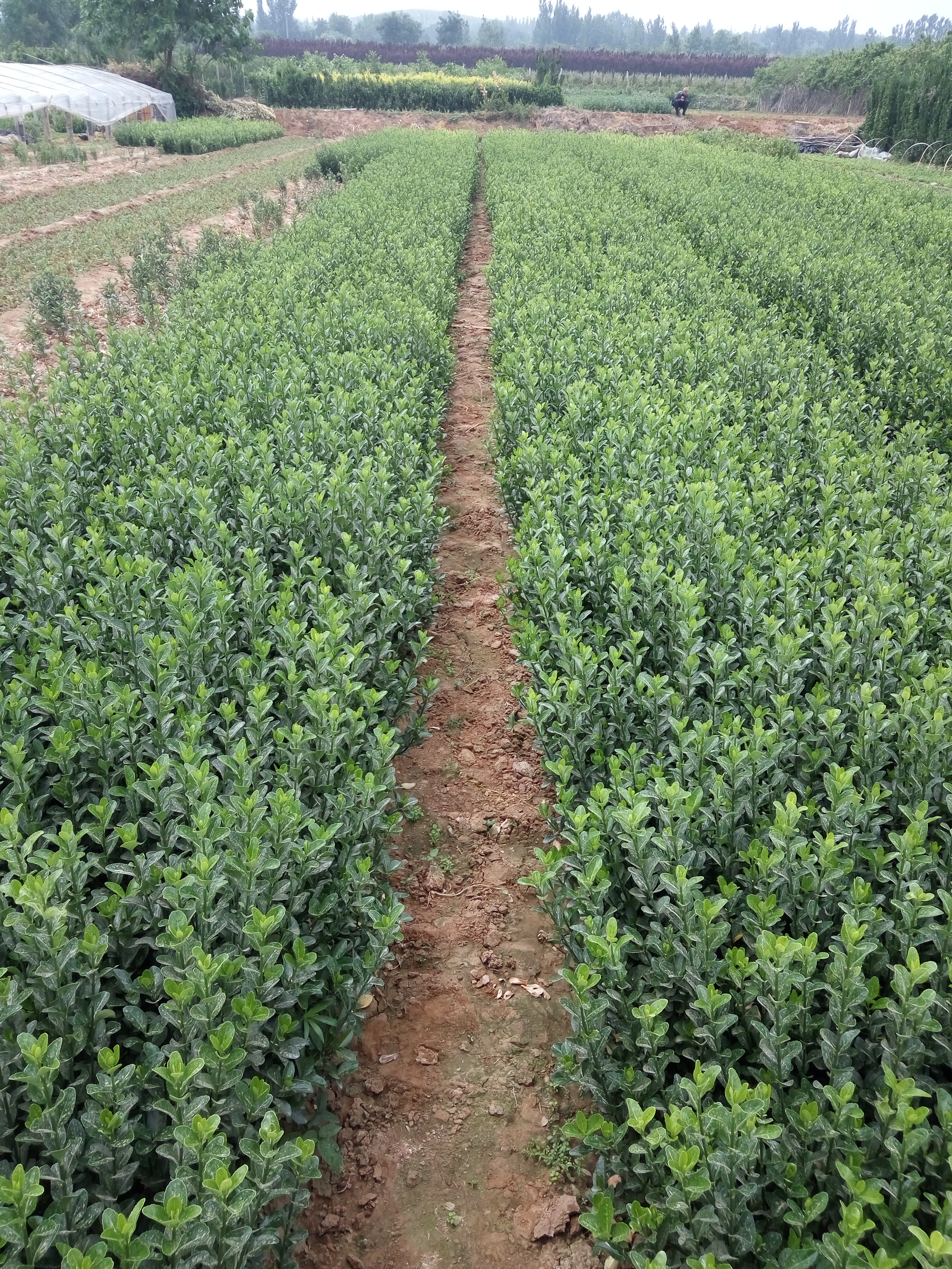 大葉黃楊批發(fā)@大葉黃楊*@冬青價格@青州冬青@大葉黃楊球@大葉黃楊苗 河北大葉黃楊，冬青