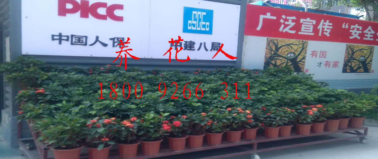 西安租花 西安花卉公司 西安花卉