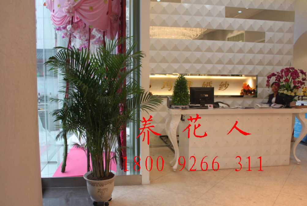 西安租花 西安花卉公司 西安花卉