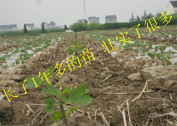 無(wú)花果苗@批發(fā)無(wú)花果苗@無(wú)花果苗多少錢(qián)一棵@批發(fā)銷(xiāo)售無(wú)花果苗@適合南北方種植的無(wú)花果苗