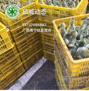 供應批發(fā)純種獅頭鵝苗馬崗鵝苗大白鴨苗品種保證包打疫苗