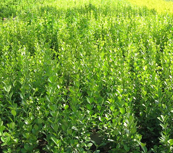 月季花批發(fā) 月季花海設(shè)計(jì)策劃施工技術(shù)指導(dǎo)養(yǎng)護(hù)保證成活率
